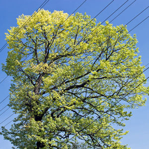 measure vegetation management program